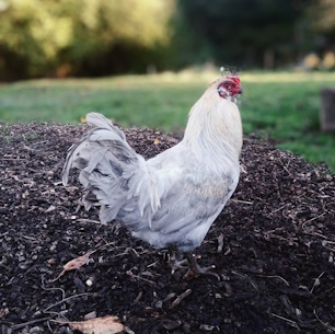 Huhn